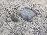KNDEPCAA0R7****** Wrecked 2024 Kia Seltos in West Virginia State