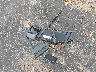 1C6SRFHT9NN****** Wrecked 2022 RAM 1500 in Mississippi State