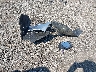 4S3BWAC65P3****** Wrecked 2023 Subaru Legacy in South Carolina State
