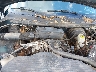 3B7HF13Y1SM****** Repairable 1995 Dodge Ram 1500 in Monticello