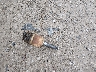 3FA6P0D92LR****** Wrecked 2020 Ford Fusion in Kentucky State