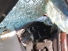 3GYFK62897G****** Salvamento 2007 Cadillac Escalade ESV en Pensacola