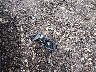 3KPA25AD9LE****** Wrecked 2020 Kia Rio in Ohio State
