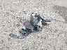 1GNEVKKW5KJ****** Wrecked 2019 Chevrolet Traverse in Minnesota State