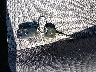 JTEGD20V040****** Salvage 2004 Toyota RAV4 in Illinois State