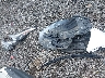 NMTKHMBX4KR****** Repairable 2019 Toyota C-HR