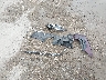1FAHP2E83JG****** Wrecked 2018 Ford Taurus in Texas State