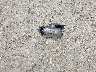 5NTJDDAF0NH****** Wrecked 2022 Hyundai Santa Cruz in Ohio State