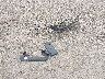 WBX73EF09P5****** Salvage 2023 BMW X1 in Texas State