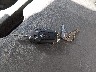 1FDUF5HT0RD****** Reparables 2024 Ford F-550 Chassis en Pulaski