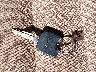 1FAFP4445WF****** Salvage 1998 Ford Mustang in Maine State