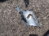 1FMCU0GD5HU****** Wrecked 2017 Ford Escape in Tennessee State