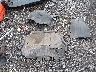 1VWSA7A32MC****** Wrecked 2021 Volkswagen Passat in Virginia State