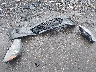 1FMCU0G62LU****** Destrozados 2020 Ford Escape en Estado de Virginia
