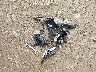 KNDEUCAA5R7****** Wrecked 2024 Kia Seltos in Tennessee State