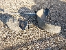 1GNSCBKC7GR****** Wrecked 2016 Chevrolet Tahoe in Texas State