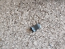 1FMCU0GD3HU****** Destrozados 2017 Ford Escape en Estado de Nebraska