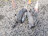 ZACCJBBT4FP****** Wrecked 2015 Jeep Renegade in Oregon State