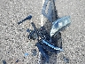 3N1AB8DV9LY****** Salvage 2020 Nissan Sentra in Hawaii State