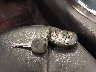 2G1WC5E34D1****** Salvamento 2013 Chevrolet Impala en Estado de Michigan