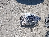 3VWEM7BU7PM****** Wrecked 2023 Volkswagen Jetta in Iowa State