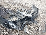 2T3W1RFV0MW****** Destrozados 2021 Toyota RAV4 en Estado de Georgia