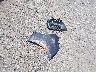2C4RC1GG1NR****** Destrozados 2022 Chrysler Pacifica en Estado de Arkansas