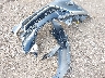 1N4AA6AP7JC****** Wrecked 2018 Nissan Maxima in Tennessee State