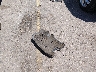 1GNEK13Z82J****** Wrecked 2002 Chevrolet Tahoe in Colorado State
