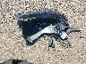 5NPE24AF8KH****** Destrozados 2019 Hyundai Sonata en Estado de Illinois