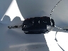 1VWAT7A38GC****** Salvamento 2016 Volkswagen Passat en Estado de Texas
