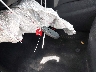 1N4BL4EW7KC****** Salvage 2019 Nissan Altima in Texas State