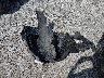 3KPF24AD8ME****** Wrecked 2021 Kia Forte in Missouri State