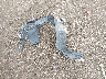 JTDKDTB35C1****** Wrecked 2012 Toyota Prius C in Indiana State