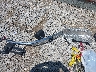 1HGCV2F56JA****** Wrecked 2018 Honda Accord in Ohio State