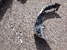1N4AL3APXEN****** Wrecked 2014 Nissan Altima in Colorado State