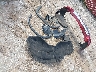 5N1AT2MT5KC****** Wrecked 2019 Nissan Rogue in Texas State