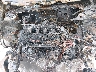 MAJ6S3GLXLC****** Repairable 2020 Ford Ecosport in Springfield