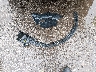 KNDPXCDG7S7****** Wrecked 2025 Kia Sportage Hybrid in Kansas State