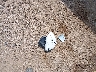 3VWC57BU8MM****** Wrecked 2021 Volkswagen Jetta in Texas State