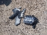 KNAG64J76T5****** Destrozados 2026 Kia K5 en Estado de Texas