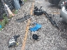 1N4AA5AP8DC****** Wrecked 2013 Nissan Maxima in Kansas State