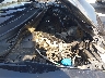 19UDE2F70HA****** Repairable 2017 Acura ILX in Charlotte