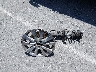 2T1BU4EE0AC****** Wrecked 2010 Toyota Corolla in California State