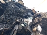 4V4NC9EG4LN****** Salvamento y Reparables 2020 Volvo VNL en Estado de Texas