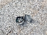 JN8AZ2AF6M9****** Wrecked 2021 Infiniti QX80 in Mississippi State