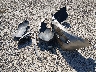 1G1JC12F037****** Wrecked 2003 Chevrolet Cavalier in Kentucky State