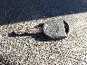 1FTYR10U94P****** Salvage 2004 Ford Ranger in Kentucky State