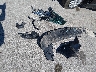 1GNEVFKW1MJ****** Wrecked 2021 Chevrolet Traverse in Missouri State