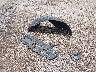 1FTFW2L51SK****** Wrecked 2025 Ford F-150 in Texas State